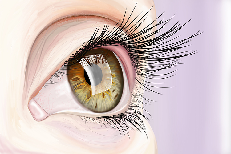Conjunctiva makes the eye shiny and reflective 